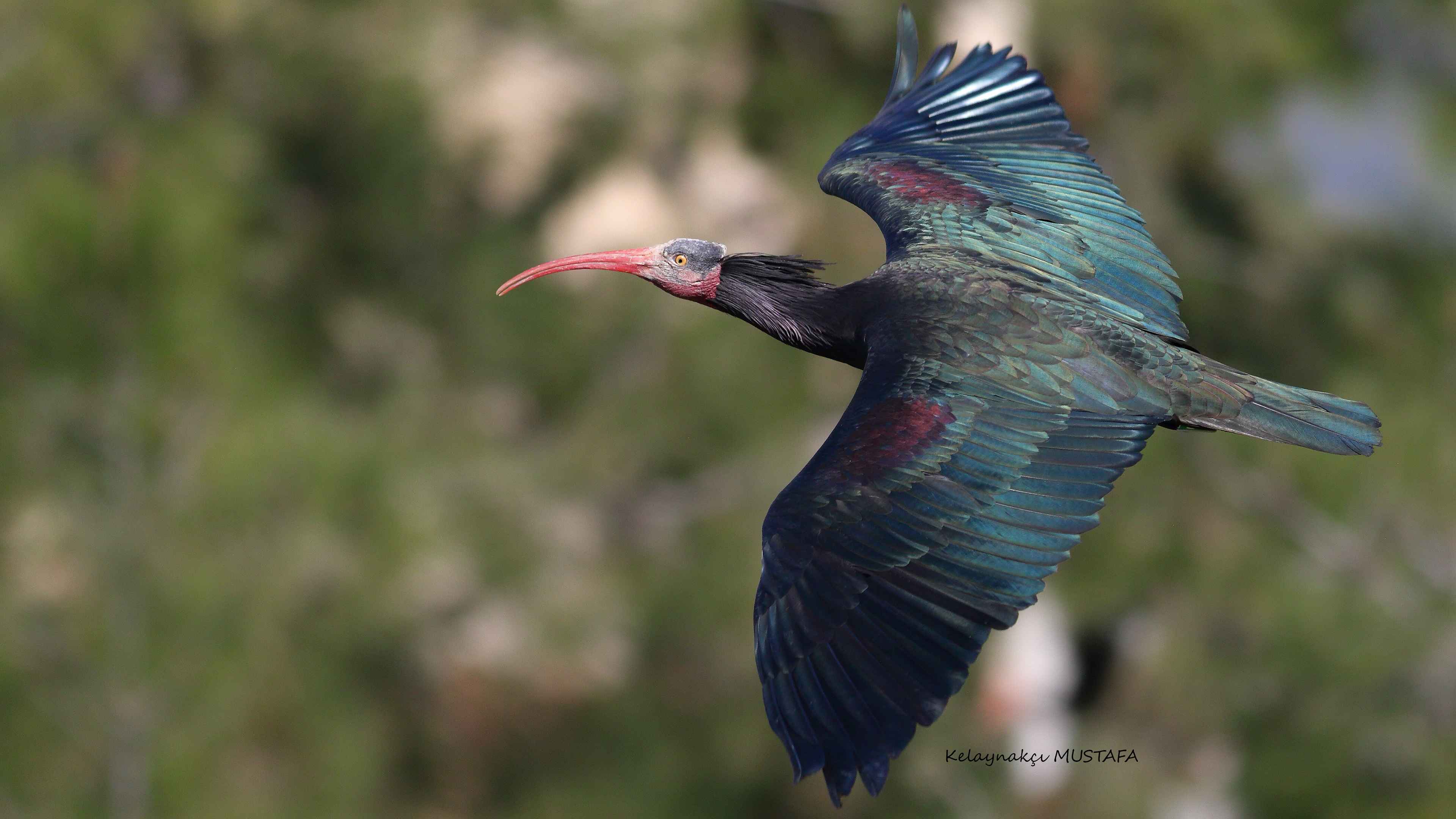 Northern Bald Ibis